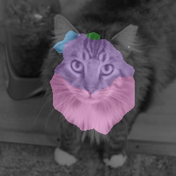 Cat Pure