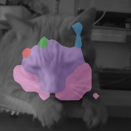 Cat Pure