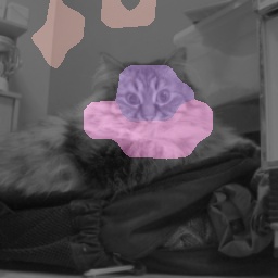 Cat Spurious
