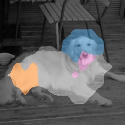 Dog Pure