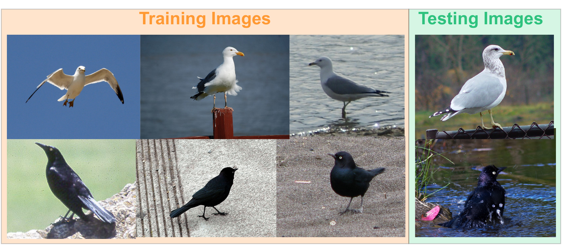 Background bias in fine-grained bird species classification: standard models rely on habitat background cues