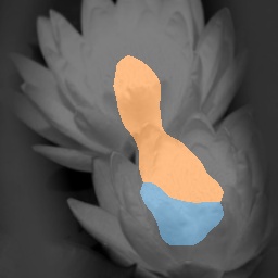PDiscoNet